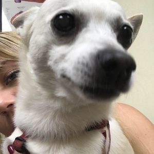 Meet your Posher, Leesa